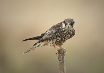Amur Falcon migration straying into Thailand.