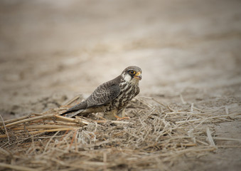 Amur Falcon migration straying into Thailand.