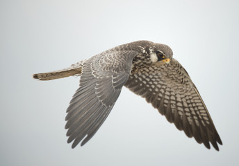 Amur Falcon migration straying into Thailand.