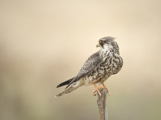 Amur Falcon migration straying into Thailand.