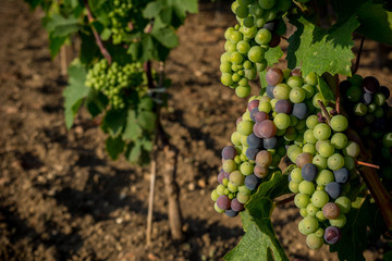 Horizontal View of Close Up of Not Fully Mature Grapes in Plantation Grape in Summer on Blur Background at Sunrise.