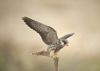 Amur Falcon migration straying into Thailand.