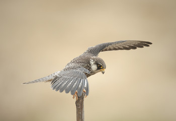 Amur Falcon migration straying into Thailand.