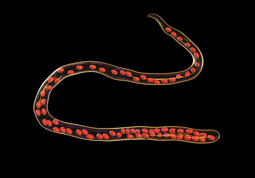 Mansonella ozzardi, a roundworm nematoda that causes serous cavity filariasis and keratitis, 3D illustration shows absence of sheath around the worm and tail nuclei that do not extend to tip