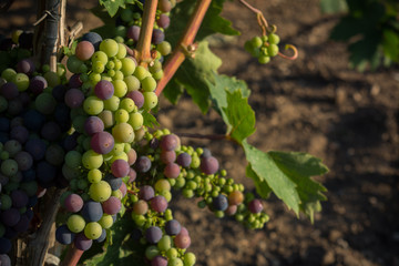 Horizontal View of Close Up of Not Fully Mature Grapes in Plantation Grape in Summer on Blur Background at Sunrise.
