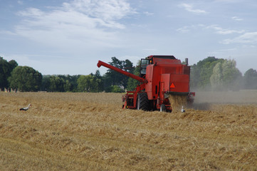 Obraz premium Storks and harvesting