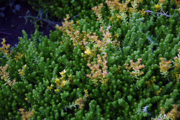 Obraz premium Green plants in a summer garden. Russian nature. Color photo taken at Moscow city public park.
