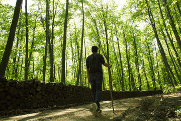 .people trekking in the forest