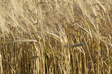 A field of ripe barley, full ears are leaning under the weight of the grain