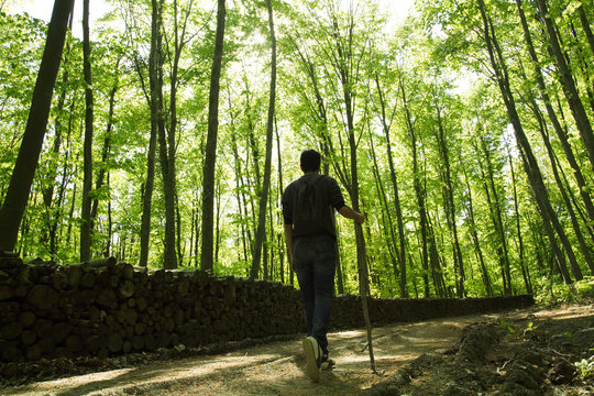 .people trekking in the forest