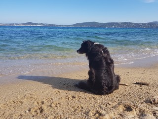 Hund am Strand