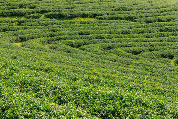 Tea plantation in Chiang Rai, north of Thailand