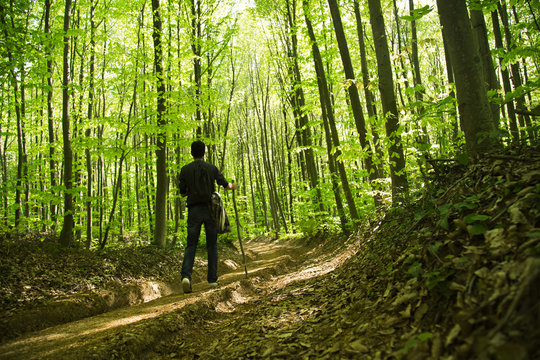 .people trekking in the forest