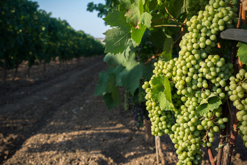 Fototapeta na wymiar Horizontal View of Close Up of Not Fully Mature Grapes in Plantation Grape in Summer on Blur Background at Sunrise.