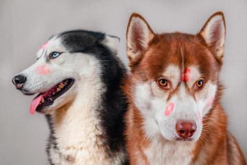 Portrait two husky dogs with red lipstick marks kiss on his head. Isolated on gray. Concept of love pet.