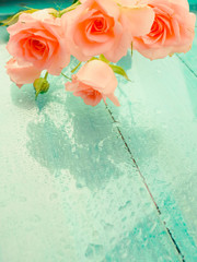 delicate roses on a blue background with raindrops, the concept of romance and lightness