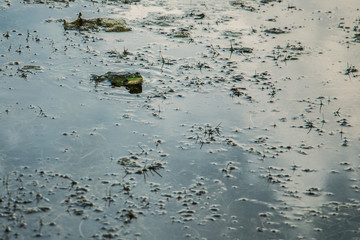 frog sits in the water and waits for the prey
