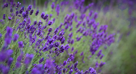Fototapeta premium Blooming, wonderfully blue and aromatic lavender flowers
