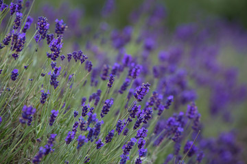 Blooming, wonderfully blue and aromatic lavender flowers