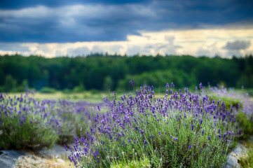 Fototapeta premium Landscape with bushes of blooming lavender in the foreground