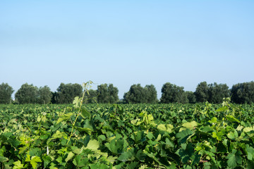 Fototapeta na wymiar Horizontal View of Plantation Grape in Summer on Blur Background at Sunrise.
