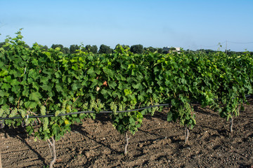 Fototapeta na wymiar Horizontal View of Plantation Grape in Summer on Blur Background at Sunrise.