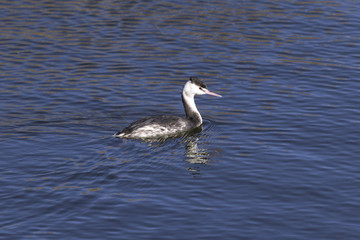 Primer plano de Somormujo lavanco (Podiceps cristatus) nadando en aguas azules.