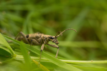 Outdoor macro image of beetle