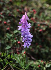 Obraz premium lila flowers of wild plant vetch