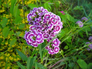 Carnations garden close-up