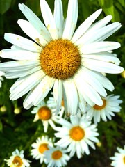 Yellow and white oxeye daisy flowers.