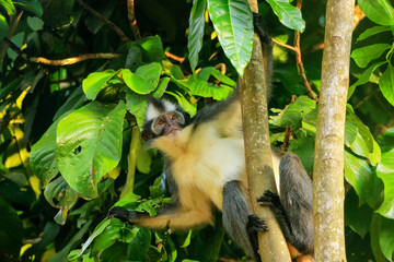 Thomas leaf monkey (Presbytis thomasi) sitting in a tree in Gunung Leuser National Park, Bukit Lawang, Sumatra, Indonesia