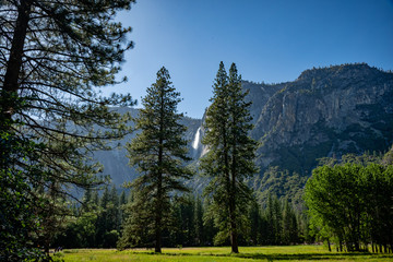 Fototapeta na wymiar Yosemite Falls through tall trees in Yosemite National Park, California.