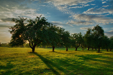 Orchard in the rays, warm sunset with blue sky and white clouds
