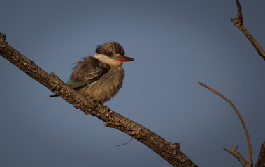 Kingfisher