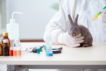 Vet doctor checking up rabbit in his clinic