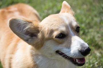 welsh corgi pembroke in the open air