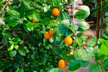 little mandarins on a garden