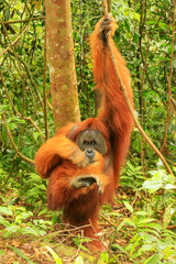 Male Sumatran orangutan (Pongo abelii) itching, Gunung Leuser National Park, Sumatra, Indonesia