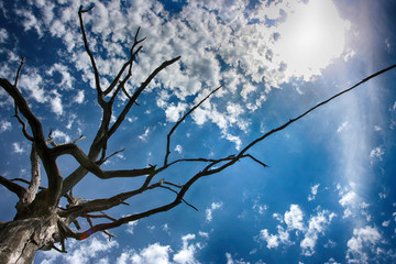 Dead English oak canopy against a blue sky