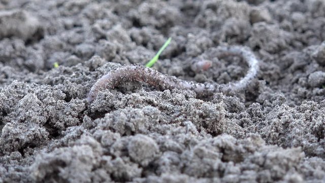 Earthworm crawls over the ground in the nature