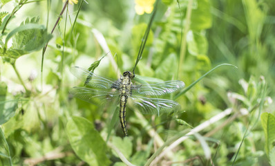 Dragonfly in grass