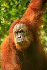 Fototapeta premium Portrait of a female Sumatran orangutan in Gunung Leuser National Park, Sumatra, Indonesia