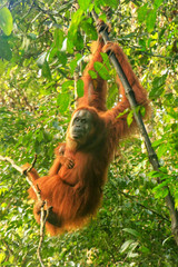 Female Sumatran orangutan with a baby hanging in the trees, Gunung Leuser National Park, Sumatra,...