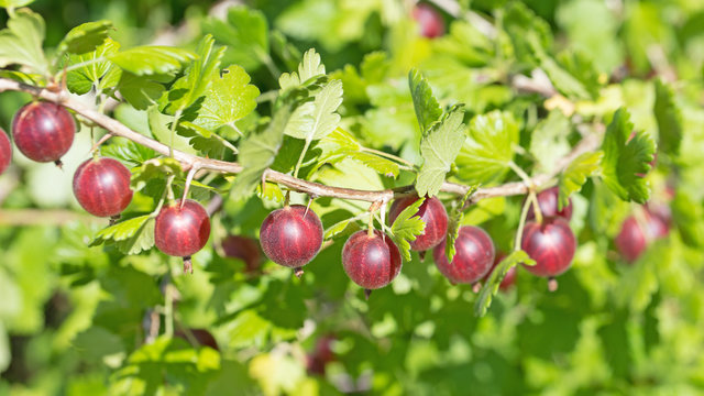 Rote Stachelbeeren, Ribes uva-crispa