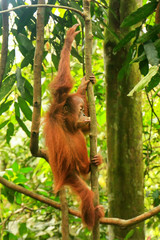 Naklejka premium Young Sumatran orangutan climbing a tree in Gunung Leuser National Park, Sumatra, Indonesia