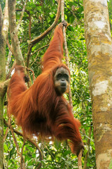 Female Sumatran orangutan hanging in the trees, Gunung Leuser National Park, Sumatra, Indonesia © donyanedomam