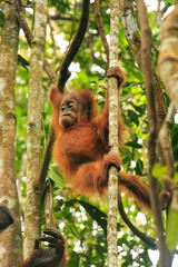 Young Sumatran orangutan sitting on trees in Gunung Leuser National Park, Sumatra, Indonesia
