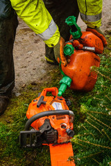 Fototapeta premium Christmas Tree Harvest