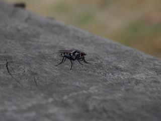 Mouche